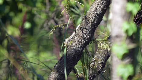 una ardilla de tierra de tres rayas comiendo semillas de hierba mientras está asentada en un árbol