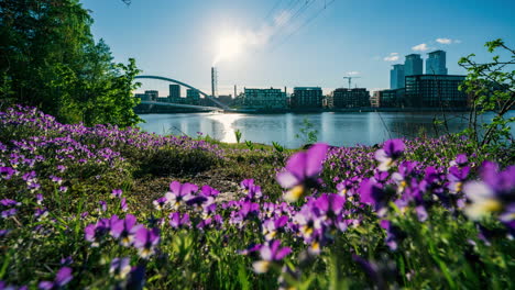 Zeitraffer:-Wildes-Stiefmütterchen-Mit-Dem-Kalasatama-Hintergrund-In-Helsinki