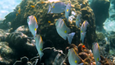 video submarino de pez conejo dorado o escuela de siganus guttatus en el arrecife de coral de tailandia. actividades de buceo o buceo. arrecife submarino. vida silvestre profunda del mar y el océano. naturaleza submarina.