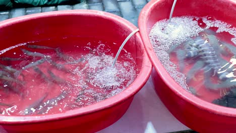 shrimp in aerated water buckets in hong kong