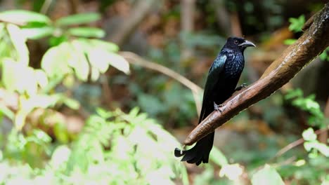 Die-Kamera-Zoomt-Heran,-Während-Dieser-Vogel-In-Die-Kamera-Schaut,-Während-Er-Frisches-Wasser-Trinkt,-Drongo-Dicrurus-Hottentottus-Mit-Haarschopf,-Thailand