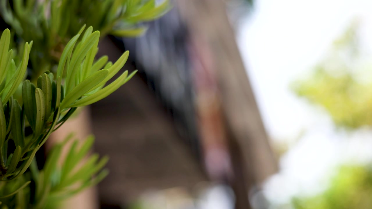 Foglie verdi vibranti di Podocarpus ondeggiano delicatamente contro uno sfondo sfocato di un tempio tropicale alla luce del giorno.