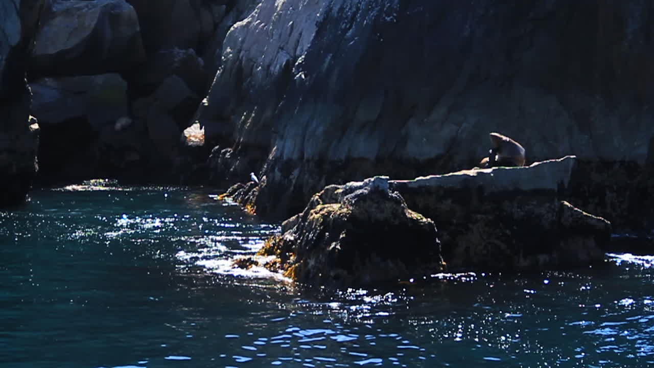 바다표범이 알래스카의 큰 바위 섬에 앉아 주위를 돌고 있습니다.