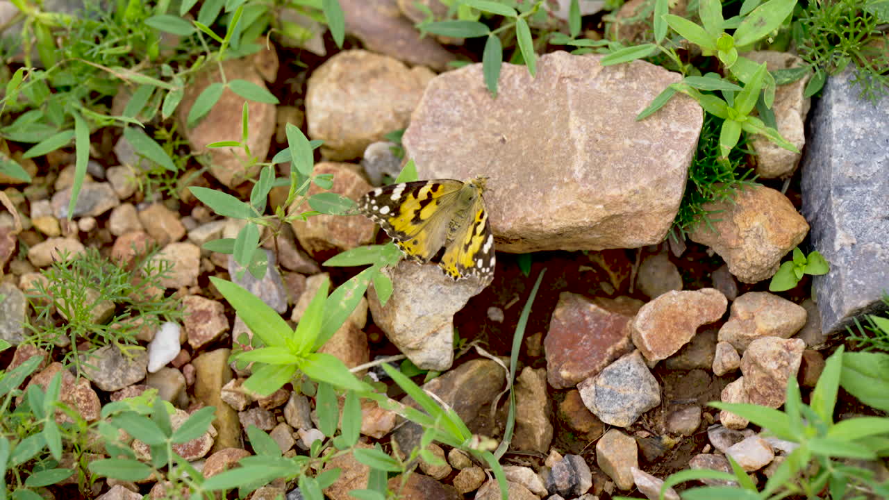 una mano de ángulo superior sostenida cerca de un tiro de una mariposa amarilla punteada negra sentada en una pequeña roca con hierba alrededor