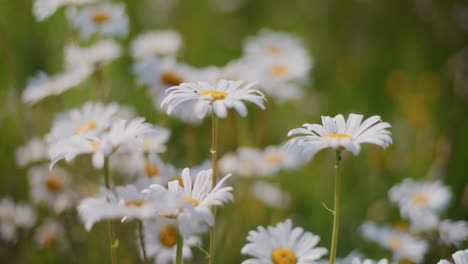 blooming daisies in a flower meadow during summer.