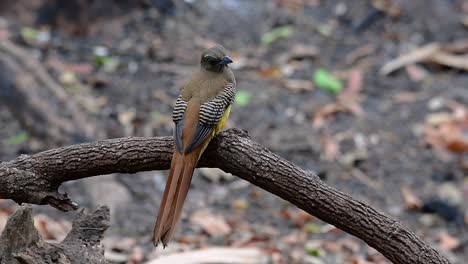 橙胸鳥 (trogon orange-breasted trogon) 是一種在泰國息的中型鳥類