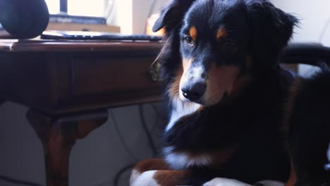 dog sitting in an office chair pretending to work