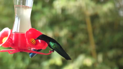 un colibrí volando estacionario y bebiendo néctar en cámara lenta.