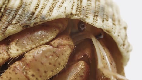 hermit crab hiding in shell and moving antennae