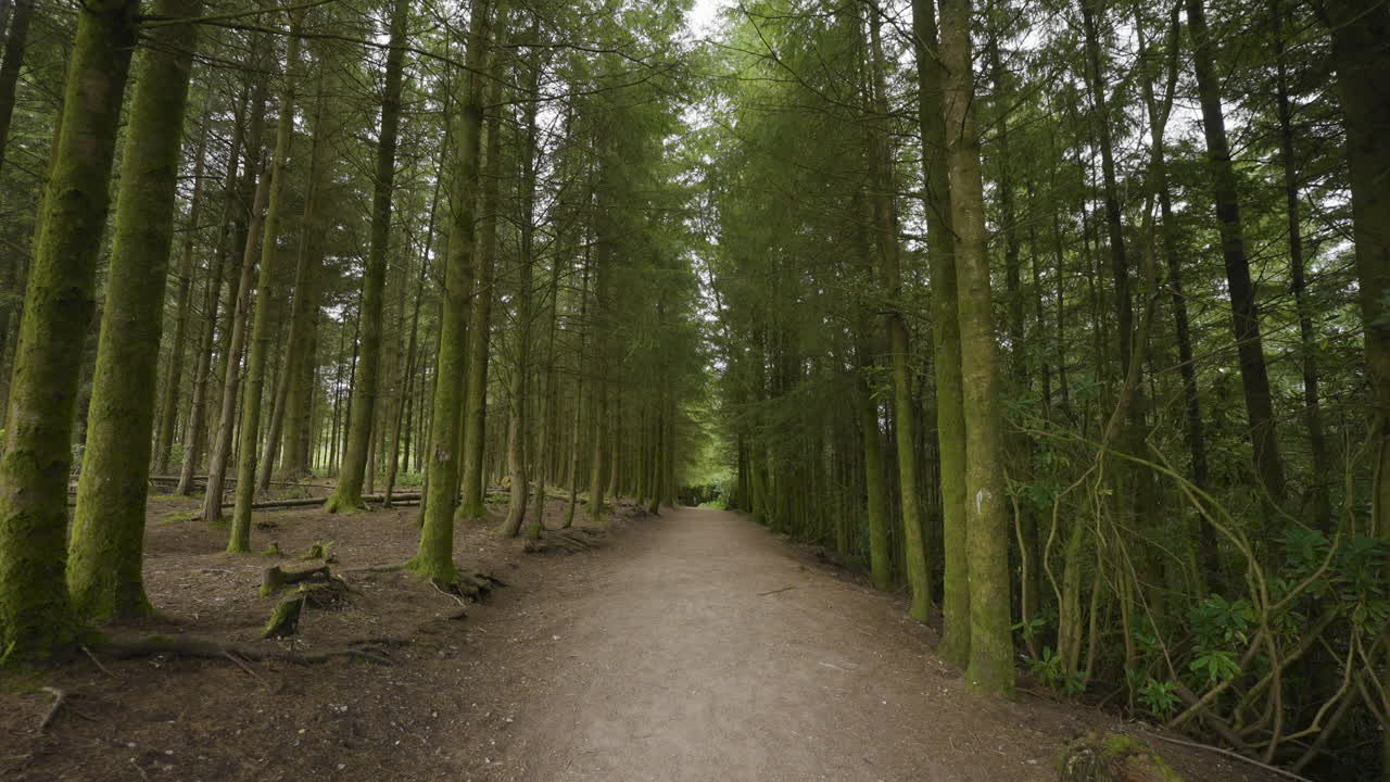 sentiero boschivo attraverso alberi alti