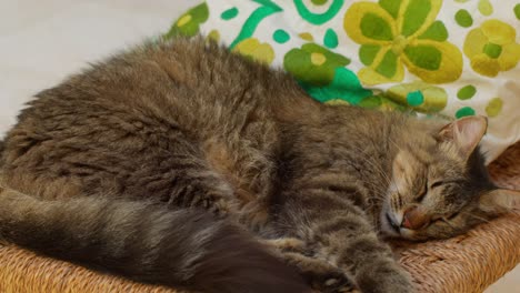 Close-up of a man gently petting a cat’s head while the cat enjoys the affection in Marrakesh, Morocco, capturing a tender and joyful moment