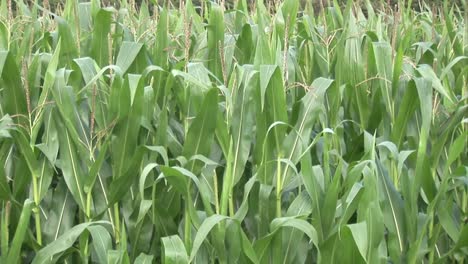 Stock-Footage-A-Corn-Field-2