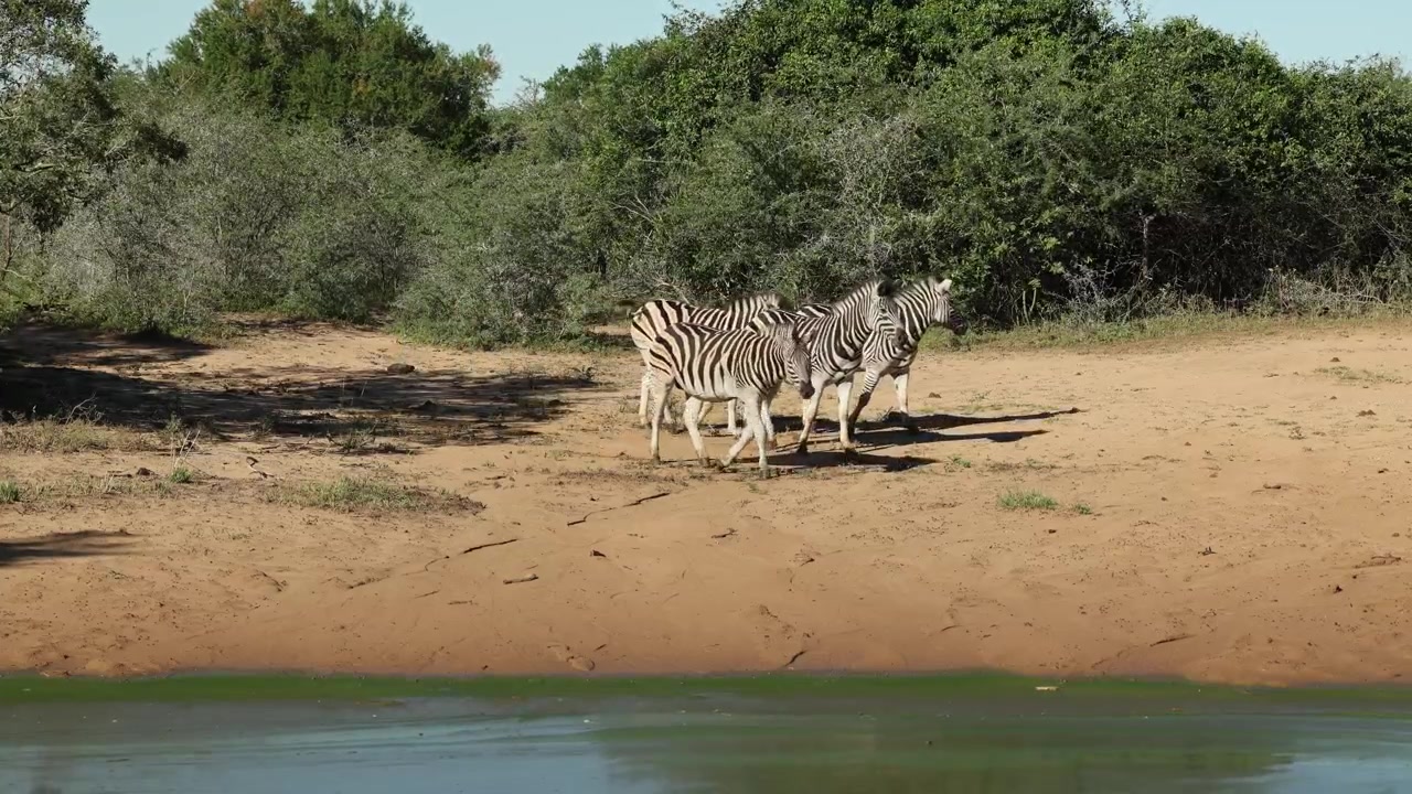 Quattro zebre di Burchell assetate camminano nella sabbia verso la pozza d'acqua per bere, Riserva di caccia di Mkuze.