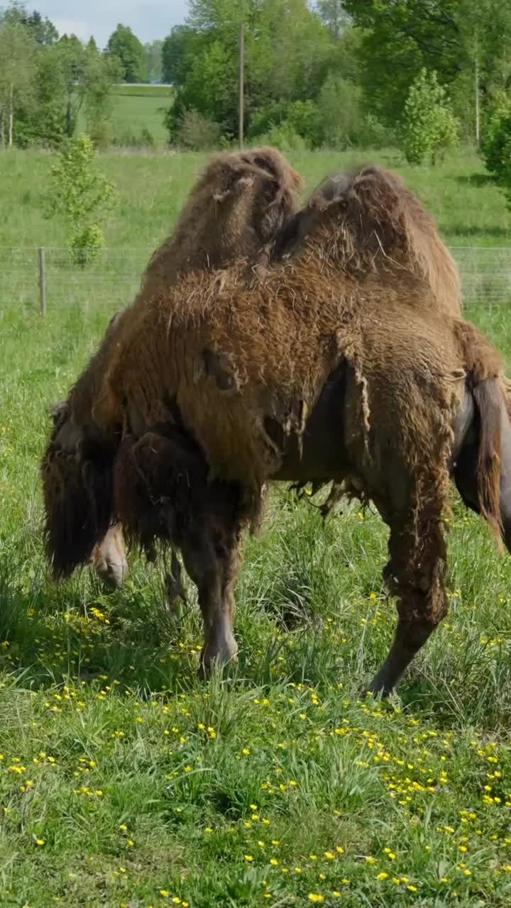 Bactrian camel grazing alone in green grassy enclosure in animal park, vertical