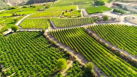 Imágenes-Aéreas-De-Drones-De-Viñedos,-Hileras-De-Campos-De-Uva-Verde-Dorado-En-Koilani,-Limassol,-Chipre-1