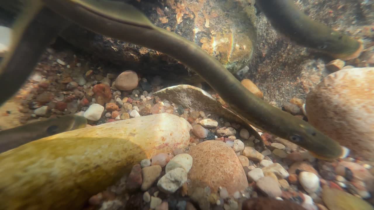 Close-up of Brook lampreys at the spawning ground, Estonia.