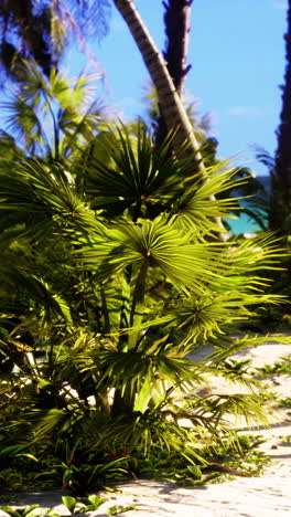playa tropical con palmeras