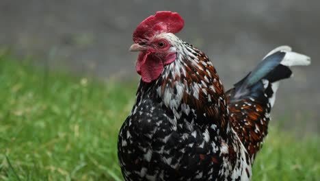 Rooster-with-vibrant-plumage,-fiery-red-comb-and-iridescent-feathers