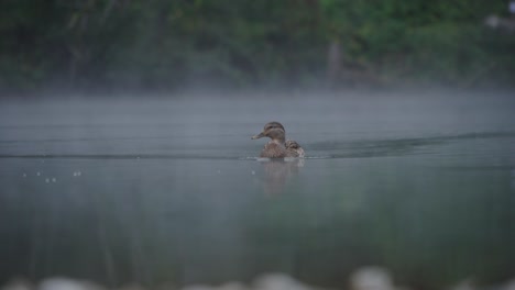 Nahaufnahme-Einer-Einzelnen-Ente,-Die-Allein-Auf-Dem-See-Schwimmt,-Nebliger,-Düsterer-Tag