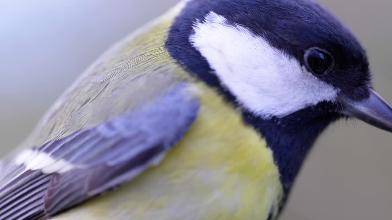 새 모이통으로 날아가 씨앗을 먹는 새의 4k 시네마틱 슬로우 모션 매크로 샷