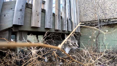 gato atigrado explorando bajo una escalera de madera frente a una casa