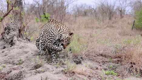 close up animal behaviour: leopard licks paw clean on african savanna