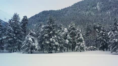 Hermoso-Bosque-De-Nieve-En-Invierno.-Volando-Sobre-Pinos-Cubiertos-De-Nieve.