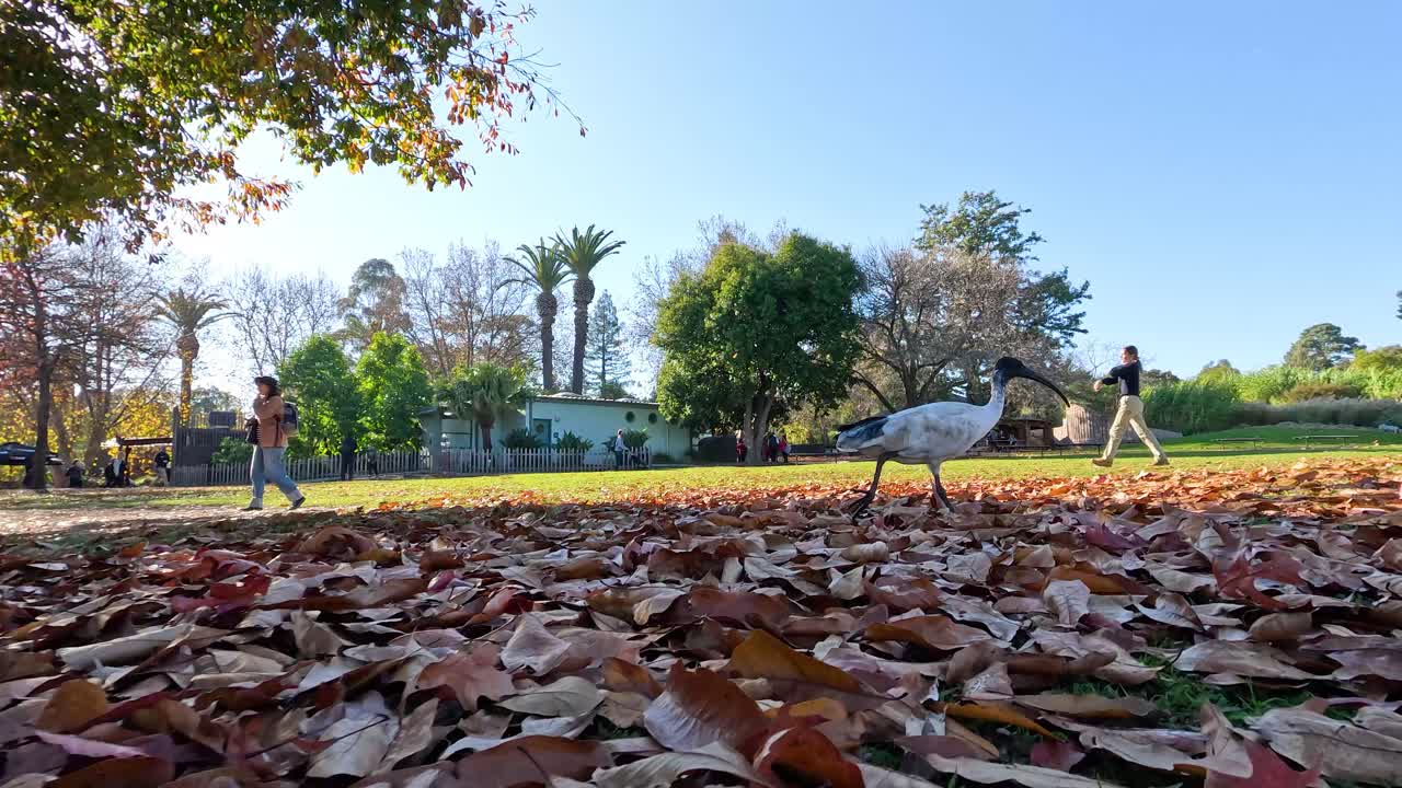 pájaros y personas en un parque de hojas