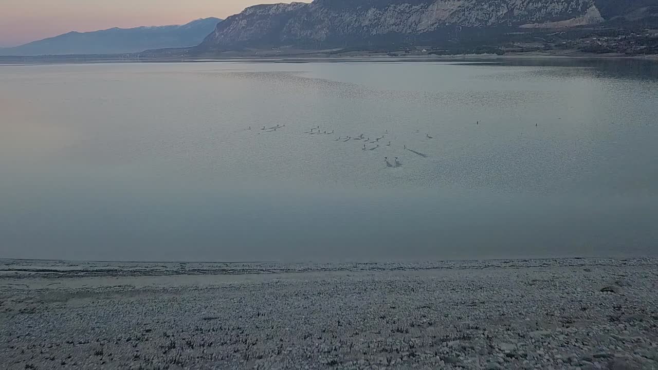 Forward drone shot of a woman throwing a stone to scare away the ducks in the lake