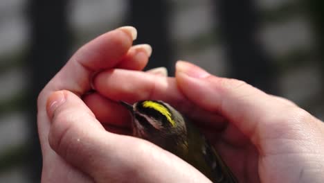 pajarito sostenido en las manos