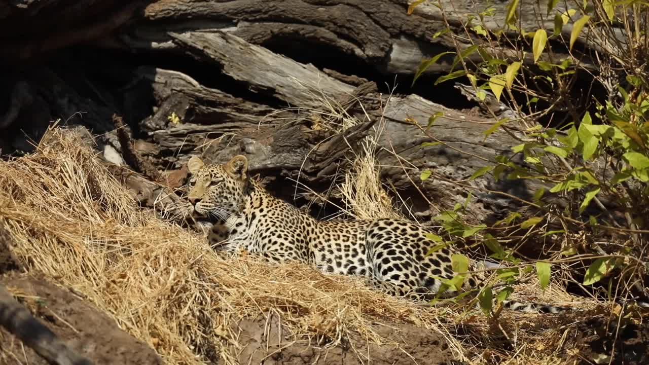 toma amplia de un leopardo tendido y observando sus alrededores, mashatu botswana.