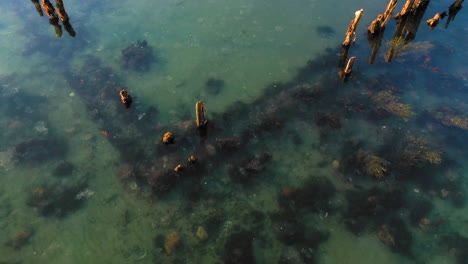 Aerial-TOP-DOWN-flying-towards-the-corner-of-an-old-defunct-dock-system-surrounded-by-cold-water-and-dark-seaweed