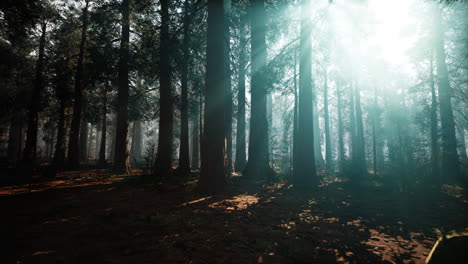 sunlight streaming through a dense forest