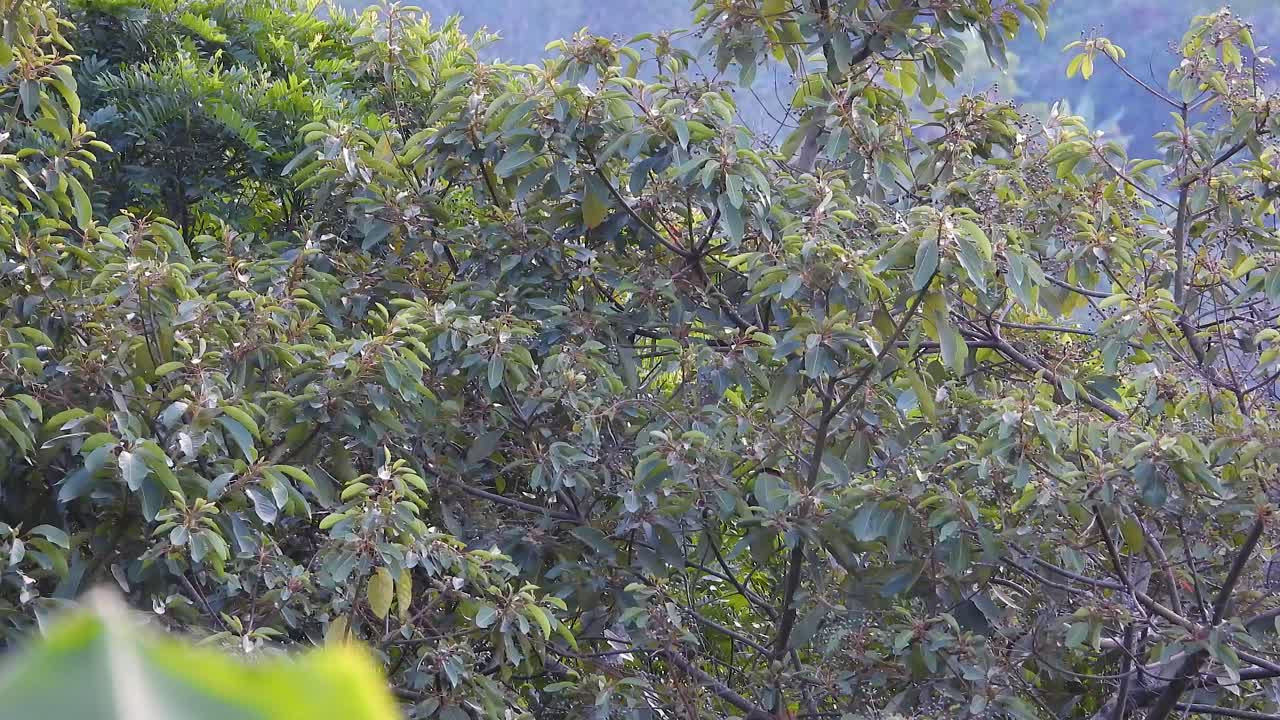 IBAGUE, COLOMBIA - January 3, 2024: Dense tropical vegetation with lush green foliage and small white flowers, vibrant jungle canopy shows the rich biodiversity of Colombian rainforest undergrowth.