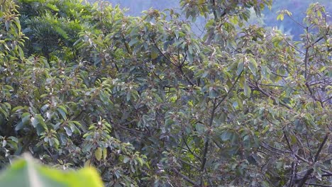 ibague, colombia - january 3, 2024: dense tropical vegetation with lush green foliage and small white flowers, vibrant jungle canopy shows the rich biodiversity of colombian rainforest undergrowth.