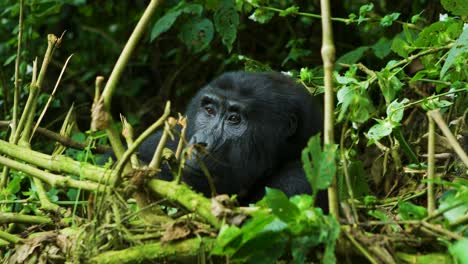 gorilla looks up in hope through rainforest, sat down eating herbivore in nature reserve