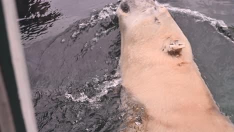 Polar-Bear-swimming-in-water-enclosure-at-zoo-and-diving-down