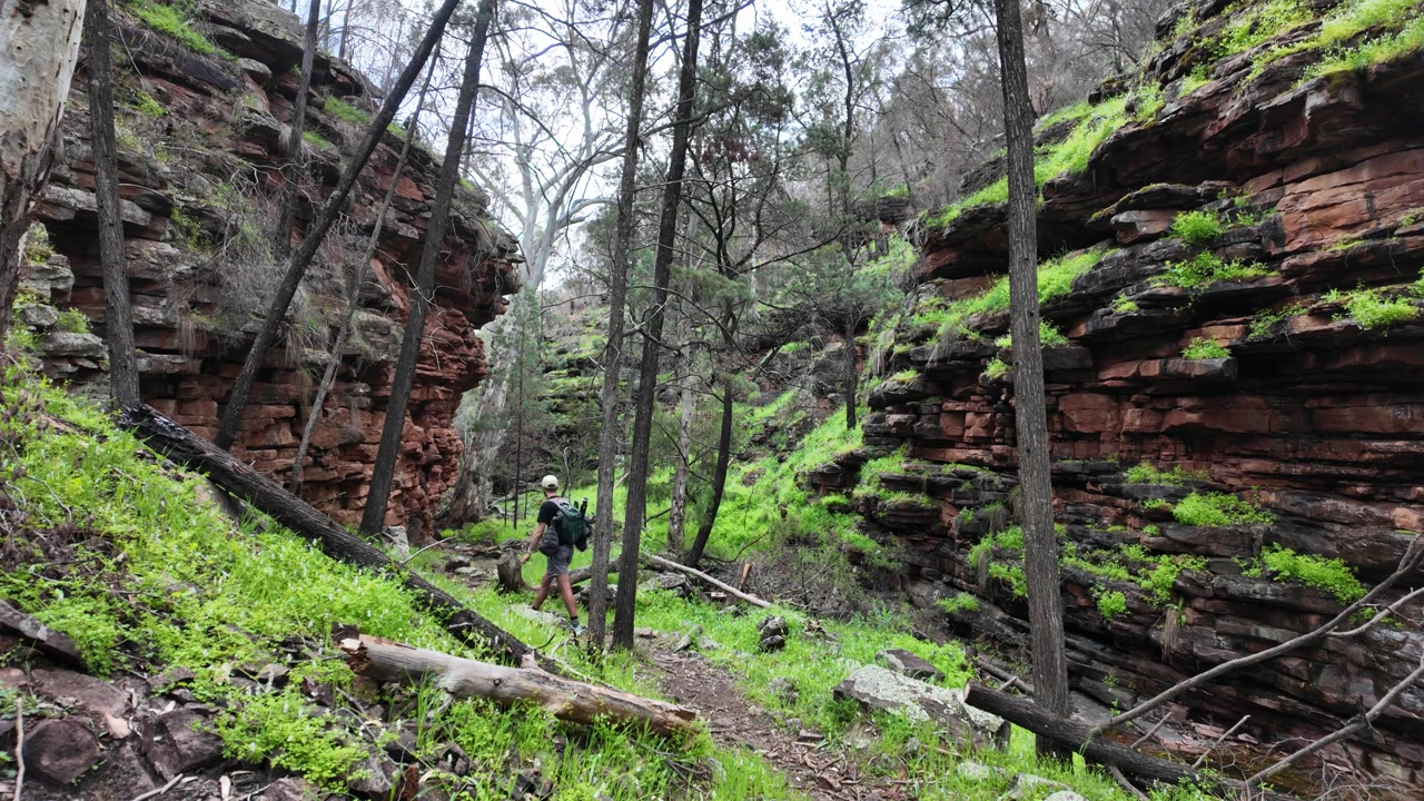 Samotny wędrowiec idzie między majestatycznymi formacjami skalnymi na szlaku Alligator Gorge w Wilmington.
