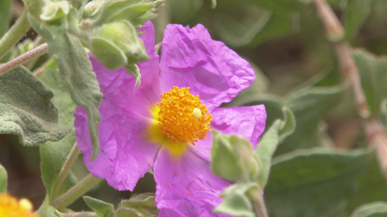 primer plano de una flor púrpura