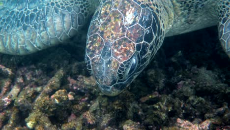 close up of sea green turtle head. underwater video of huge big sea turtle in deep ocean wildlife. scuba diving or snorkeling.