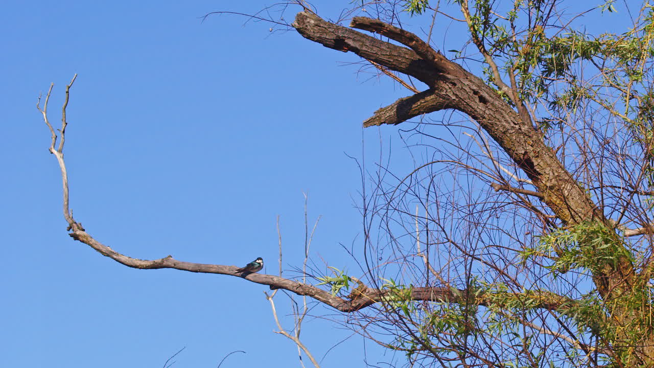 Purple martin caught mid-flight, its elegant movements slowed to reveal aerial finesse.