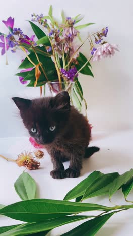 black kitten with flowers