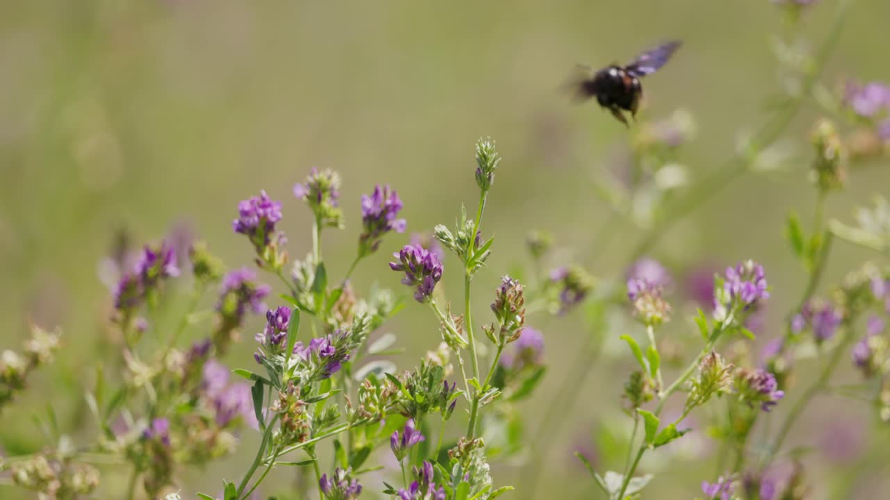 Close-up slowmotion shot of a bee flying away from a purple flower