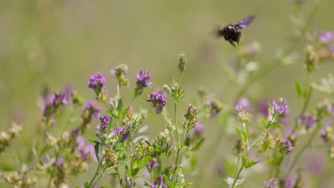 Close-up-slowmotion-shot-of-a-bee-flying-away-from-a-purple-flower