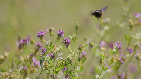 close-up slowmotion de una abeja volando lejos de una flor púrpura