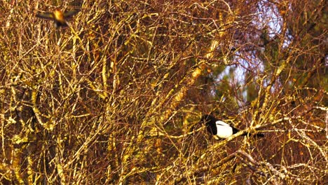 el pájaro magpie vuela con gracia en cámara lenta dentro de un entorno boscoso
