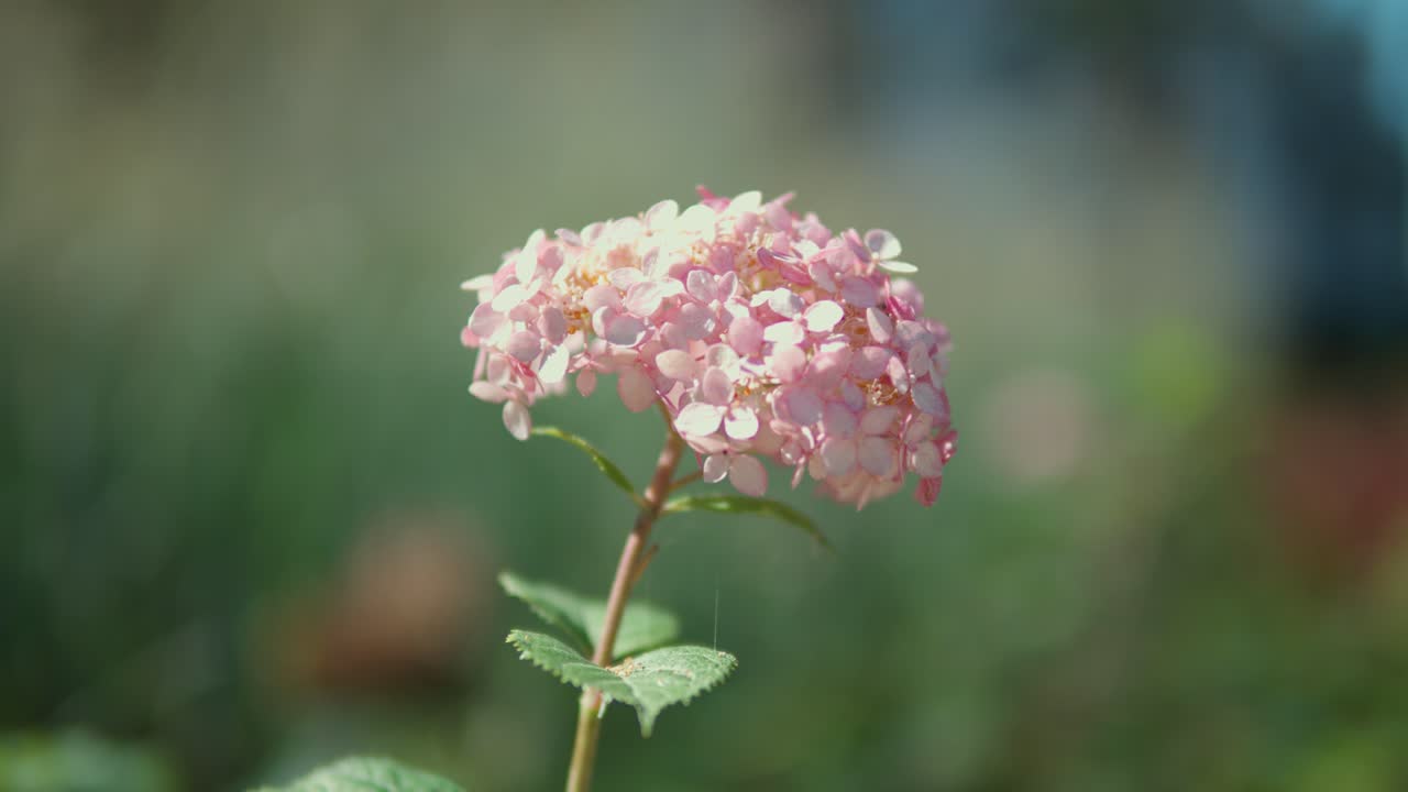 bokeh 배경의 분홍색 프랑스 수국 - 확대
