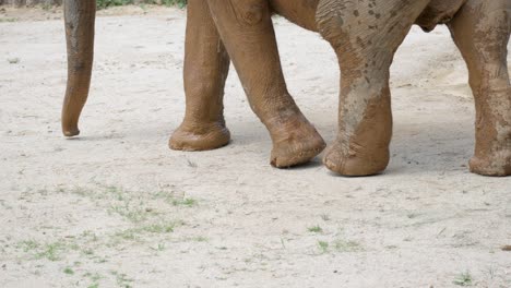 Patas-De-Elefante-Saliendo-De-Un-Charco-Cubierto-De-Barro