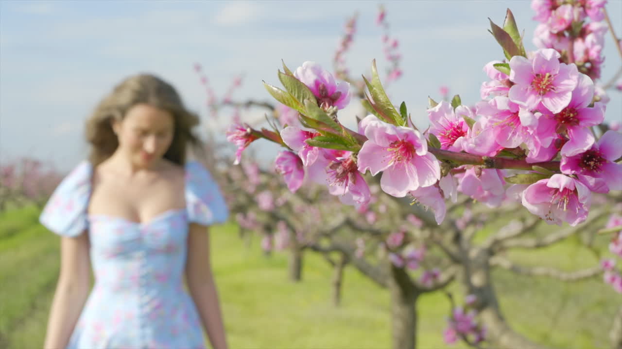 Brunette woman in a blue dress in a field of blooming trees