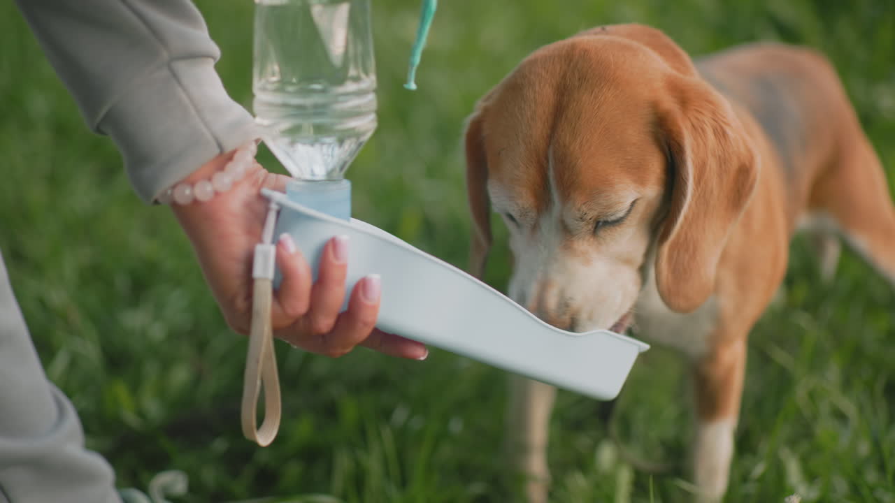Cute Dachshund drinking water from portable plate held by person outdoors on lush green grass during sunny day refreshing hydration moment relaxed dog enjoying fresh drink peaceful summer scene